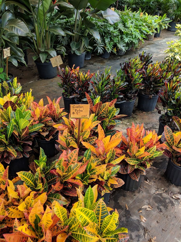 LEE’S TREES & LANDSCAPING NURSERY 27 Photos & 12 Reviews Nurseries