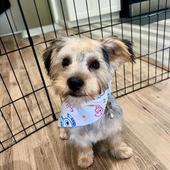 Classy Canine's Wiggle Rumps - After - Pet Groomers Near Me - Castrovalley, California