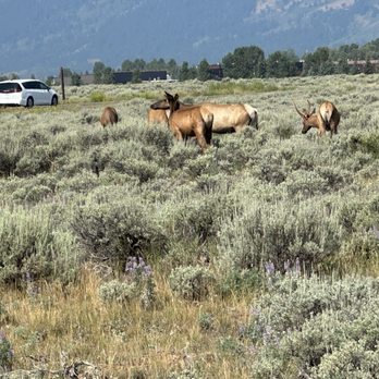 Ascension Tour Guides - Historical Tours Near Me - Jackson, Wyoming
