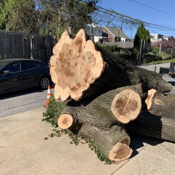 Corbo Tree & Landscaping Service - a fallen tree - Landscaping Near Me - Norristown, Pennsylvania