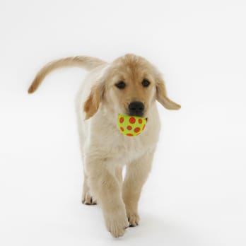 Daily Leash - Pet Sitting Near Me - Holliston, Massachusetts Daily Leash - Pet Sitting Near Me - Holliston, Massachusetts