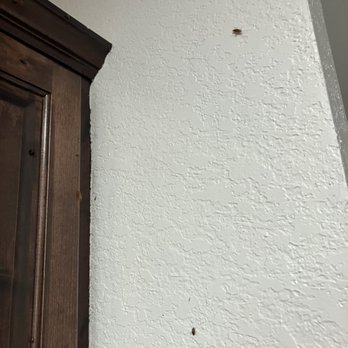 Bug King - German roaches can infest a home quickly and without a proper treatment continue to thrive - Pest Control Near Me