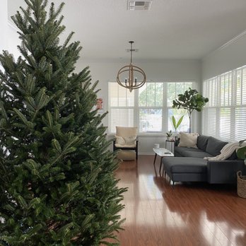 Treedrop - Beautiful 7 foot tree - Christmas Trees Near Me Treedrop - Beautiful 7 foot tree - Christmas Trees Near Me