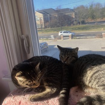 Cats N'At - Animal Shelters Near Me - Wexford, Pennsylvania Cats N'At - Animal Shelters Near Me - Wexford, Pennsylvania