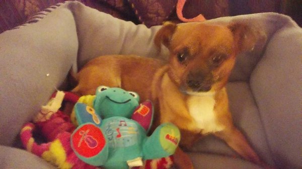 Roark Small Animal Clinic 1205 N Wilcox Dr Kingsport Tn Veterinarians Mapquest