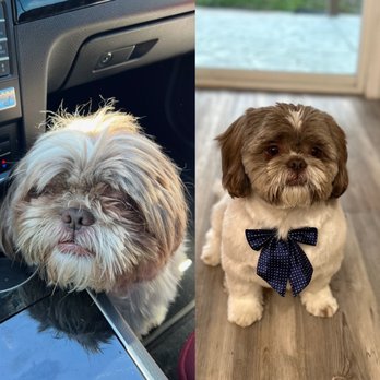 Perfect Pet Salon - Before and after - Pet Groomers Near Me - Concord, California Perfect Pet Salon - Before and after - Pet Groomers Near Me - Concord, California