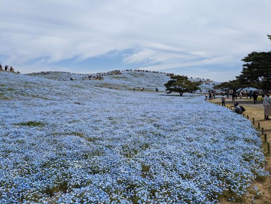 Hitachi Seaside Park by null