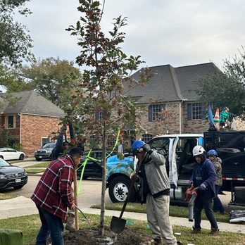 Moon Valley Nurseries - Red oak being planted by Moon Nurseries crew - Nurseries & Gardening Near Me - Houston, Texas
