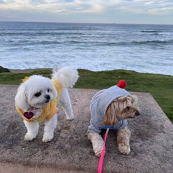 Dirty Dogs