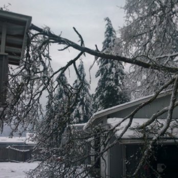 South Hill Tree Service - Tree Services Near Me - Spanaway, Washington South Hill Tree Service - Tree Services Near Me - Spanaway, Washington