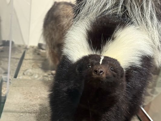 Santa Cruz Museum of Natural History by null