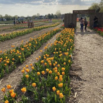 Richardson Farms - Tulips and fun photo ops - Christmas Trees Near Me - Spring Grove, Illinois