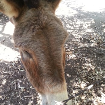 Barron Park Donkeys - Community Service/Non-Profit Near Me - Palo Alto, California Barron Park Donkeys - Community Service/Non-Profit Near Me - Palo Alto, California