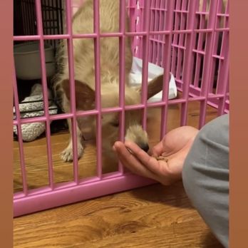 Waggytail Rescue - Trainer working with fosterdog - Pet Adoption Near Me