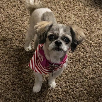 Groomingtails - Pet Groomers Near Me - Princeton, Illinois Groomingtails - Pet Groomers Near Me - Princeton, Illinois