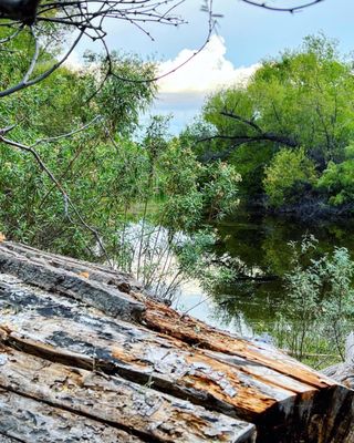 Hassayampa River Preserve by null