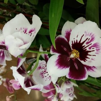 Bel Air - WHAT A BEAUTIFUL ORCHID!!! - Grocery Near Me - Carmichael, California