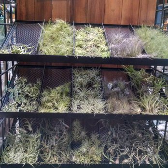 High Hand Nursery - Great variety of air plants - Nurseries & Gardening Near Me - Loomis, California