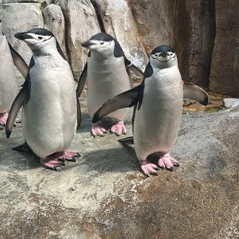 Biodôme de Montréal - Chinstrap penguin - Aquariums Near Me - Montreal, Quebec Biodôme de Montréal - Chinstrap penguin - Aquariums Near Me - Montreal, Quebec