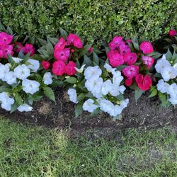 M & D Nursery & Equipment - SunPatiens - Annuals
