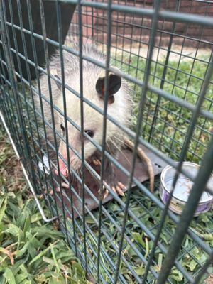 Bedard Home And Wildlife Solutions on Yelp