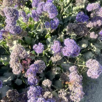 Bessemer Beach - Flowers - Beaches Near Me - San Diego, California