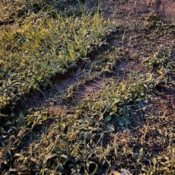Robertson's Tree Service - Tracks