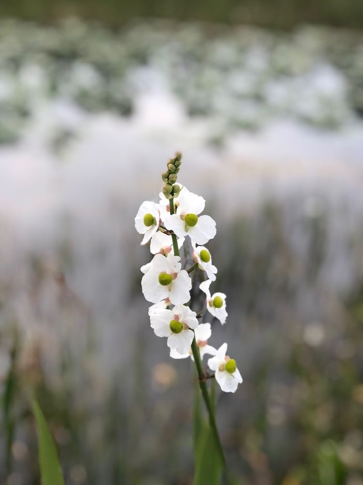Arthur R Marshall Loxahatchee National Wildlife Refuge Image