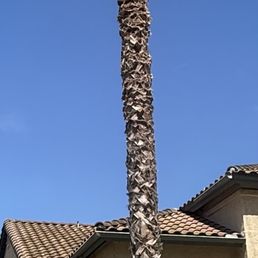 Mexican fan palm after trimming Mexican fan palm after trimming