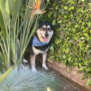 Snazzy Pet Mobile Grooming - Peek A Boo, Oso! 6/2020 - Pet Groomers Near Me Snazzy Pet Mobile Grooming - Peek A Boo, Oso! 6/2020 - Pet Groomers Near Me