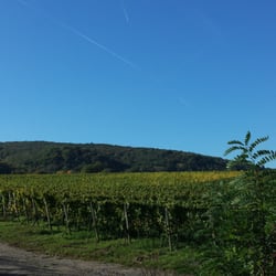 Weingut Hans Meinhardt - Weinanbau in der Pfalz
