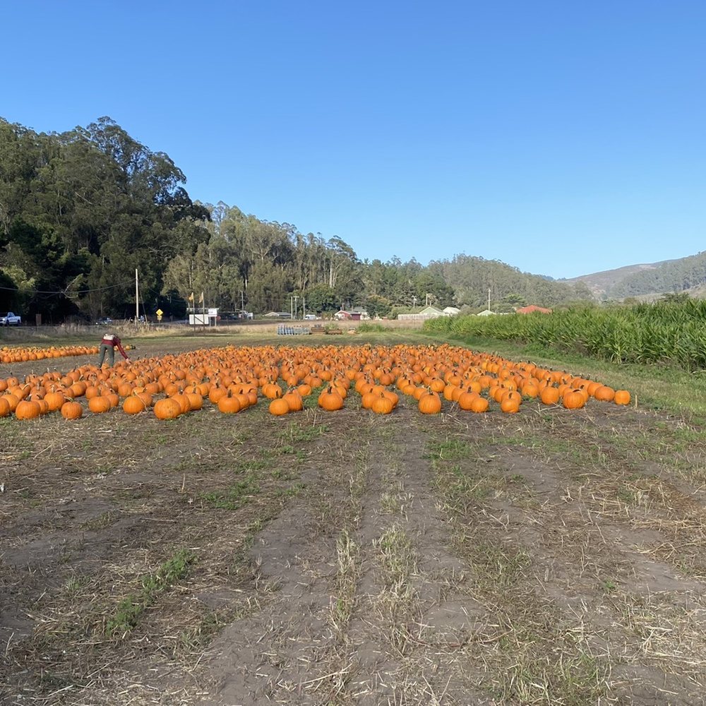Repetto's Pumpkins - Pumpkin patch - Pumpkin Patches Near Me - Half Moon Bay, California Repetto's Pumpkins - Pumpkin patch - Pumpkin Patches Near Me - Half Moon Bay, California