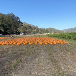 Pumpkin patch Pumpkin patch