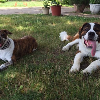 Oceanfront Dog Training - Naveen and Taz - Pet Training Near Me