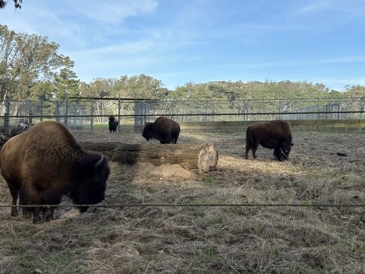 Bison Paddock by null