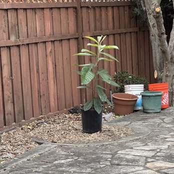 Bear Tree Company - Bear Tree Company did an excellent job removing my overgrown olive trees and grinding the stump completely down. - Tree Services Near Me - Fremont, California