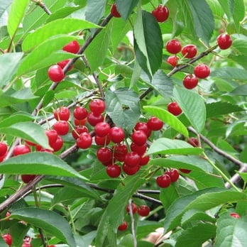 Battleview Orchards - Sour Cherries - Pick Your Own Farms Near Me - Freehold, New Jersey