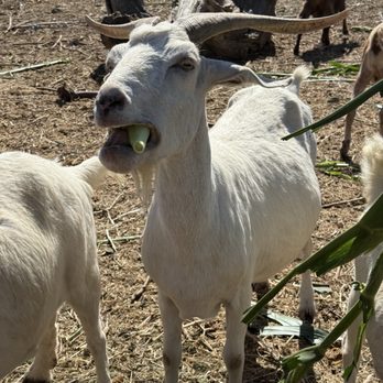 Swank Farms - Cutest goats loved being fed! - Farmers Market Near Me - Hollister, California Swank Farms - Cutest goats loved being fed! - Farmers Market Near Me - Hollister, California