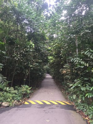 Bukit Timah Hill by null