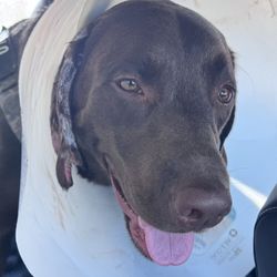 Loving Pet Hotel & Sitter - Missing part of his ear!