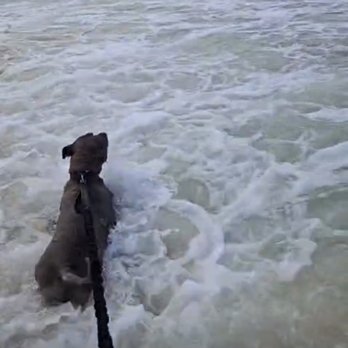 Paws for Good Vibes - Pet Boarding Near Me - Waimanalo, Hawaii Paws for Good Vibes - Pet Boarding Near Me - Waimanalo, Hawaii