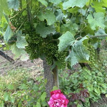 Casa De Cello - Wineries Near Me - Mancelos, 13 Casa De Cello - Wineries Near Me - Mancelos, 13