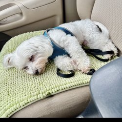 Dogtopia of Homewood - Leaving Dogtopia after a full day of play -- exhausted and happy!