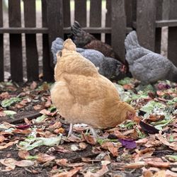 Season's Harvest Cafe - Chickens out back helping with compost(food waste)