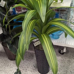 Ross Dress for Less