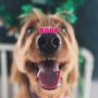 Photo of Bark N Beauty
