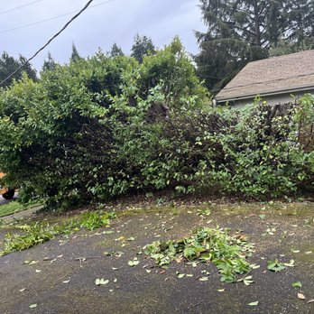 Vitalitree - Mid-job - Tree Services Near Me - Seattle, Washington Vitalitree - Mid-job - Tree Services Near Me - Seattle, Washington