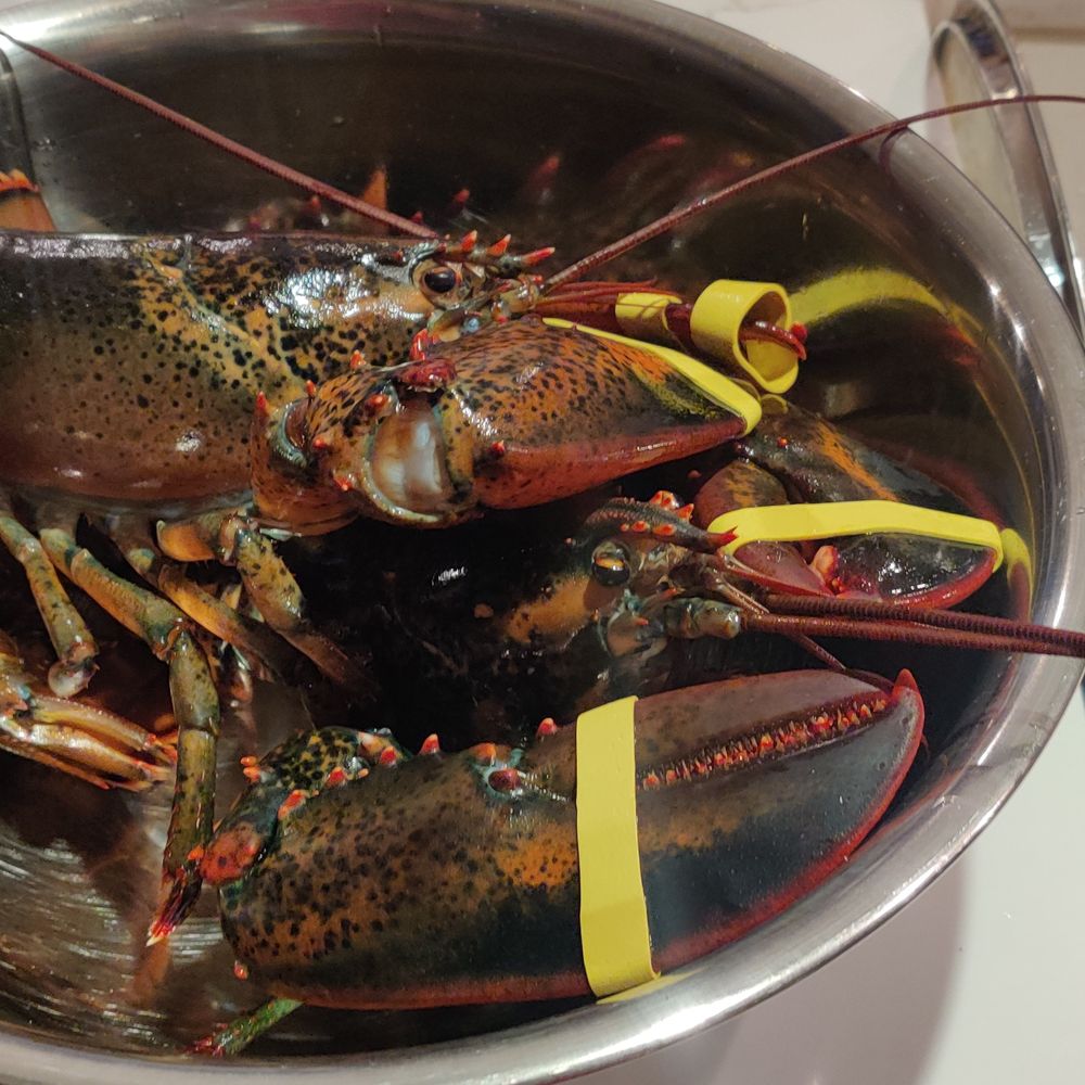 Live soft-shell lobster