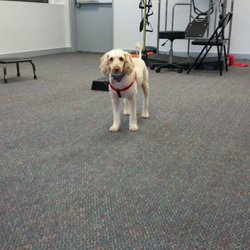 Dynamic Edge Physiotherapy - Silkie! Thanks for visiting!
