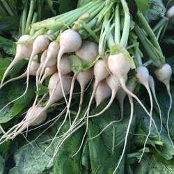 Cathedral Square - Fresh Produce @ Market in the Square